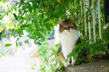 Brown tabby and white cat sitting on a fence surrounded by leaves, Paris, France.