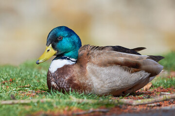 Mallard Male Duck close-up ( Anas platyrhynchos )