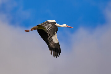 White stork in flight ( Ciconia ciconia ). Bird in flight