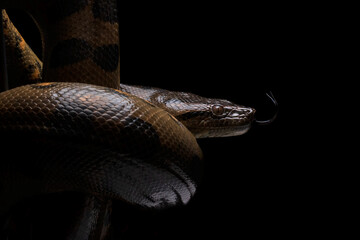 Close-up shot of an green anaconda