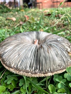 mushroom rolodex natural coolness