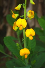 Detail of the beautiful bright yellow flowers of the Crotalaria spectabilis species with green leaves in the background