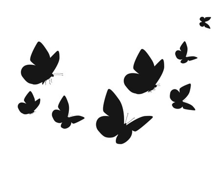 Fototapeta Black butterfly silhouettes. Outline butterflies romantic tattoo, tropical insects stencil. Summer and spring exotic symbols isolated vector set. Elegant wild flying moth of various shape