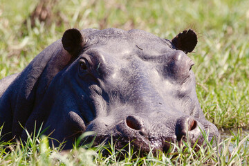 Hippo