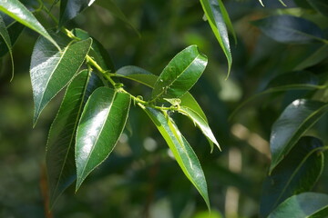 Macro of vivid glossy green leaves