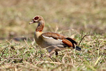 Egyptian goose