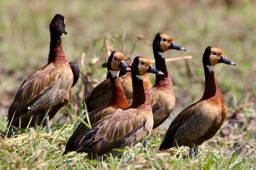 White-faced whistling duck