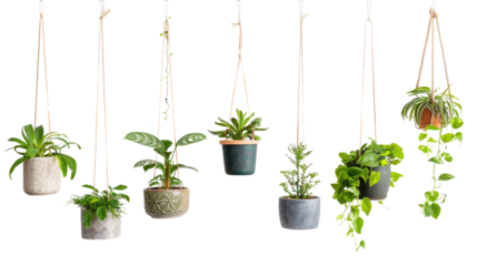 Hanging house plants in various pots on a transparent background