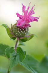 Blühende Indianernessel