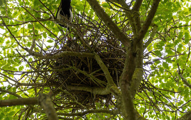 Junge Elstern im Nest