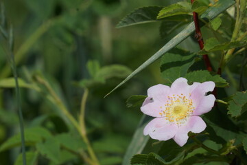 Macro of small light pink flower with yellow centre surrounded by greenery