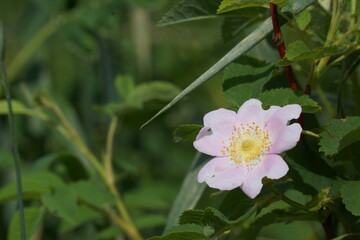 Macro of small light pink flower with yellow centre surrounded by greenery