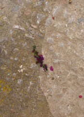 flower floor texture 