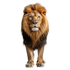 Fototapeta premium Portrait of Lion isolated on a transparent background for web banner, wallpaper