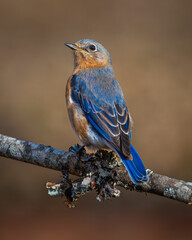 Eastern Bluebird 4