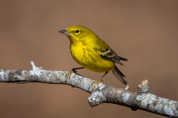 Goldfinch on twig perch