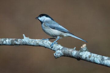 Obraz premium Carolina Chickadee 1