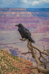 Raven at Grand Canyon
