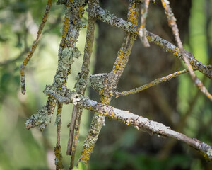 Anna's Hummingbird Tiny Nest
