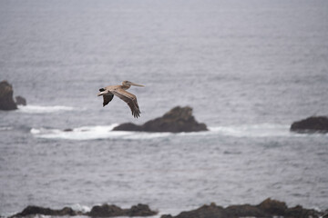 Brown Pelican