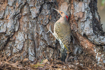 Flicker