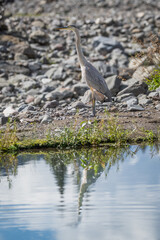 Great Blue Heron 2