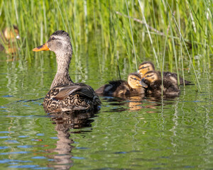 Baby Mallard Ducks 3