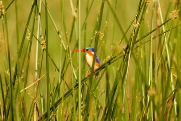 Malachite kingfisher