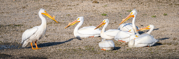American White Pelican, A 