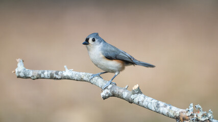 Obraz premium Tufted Titmouse 1