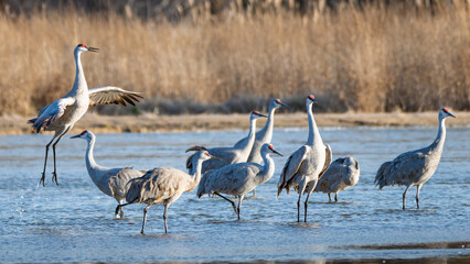 Sand Hill Cranes 13