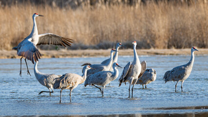 Sand Hill Cranes 10