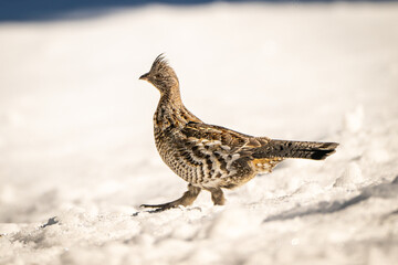 Roughed Grouse 4