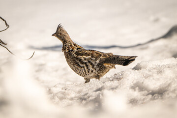 Roughed Grouse 1