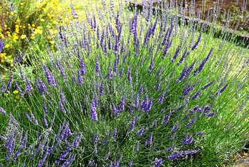Lavender (Lavandula × Intermedia) 'Grosso' flowers. Lamiaceae perennial herb. Fragrant pale purple...