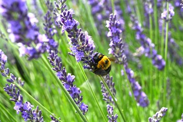 Lavender (Lavandula × Intermedia) 'Grosso' flowers. Lamiaceae perennial herb. Fragrant pale purple flowers bloom in summer and are valued as an aromatic plant.