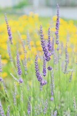 Lavender (Lavandula × Intermedia) 'Grosso' flowers. Lamiaceae perennial herb. Fragrant pale purple flowers bloom in summer and are valued as an aromatic plant.