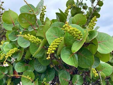Seagrape or Coccoloba uvifera green leaves and fruits isolated close-up in Taganana, Tenerife, Canary Islands, Spain 