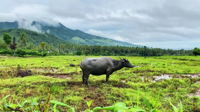 water buffalo in a field against a background of mountains and clouds in asia. Carabao