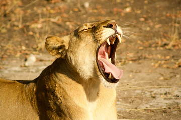 Fototapeta premium Lioness