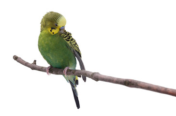 Bright parrot on tree branch against white background. Exotic pet
