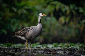 Bar-headed Goose, Macro,Left side view