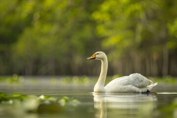Full body view of Coscoroba Swan swimming in lake natural habitat, full body shot, full body View