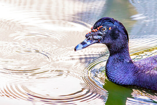 O pato dando um passeio vespertino pelo lago.