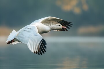 Obraz premium Full body view of Snow Goose fly on lake in natural habitat, full body shot, full body View