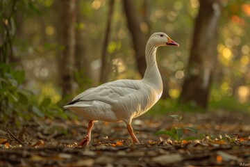 Obraz premium Full body view of Snow Goose in natural habitat, full body shot, full body View
