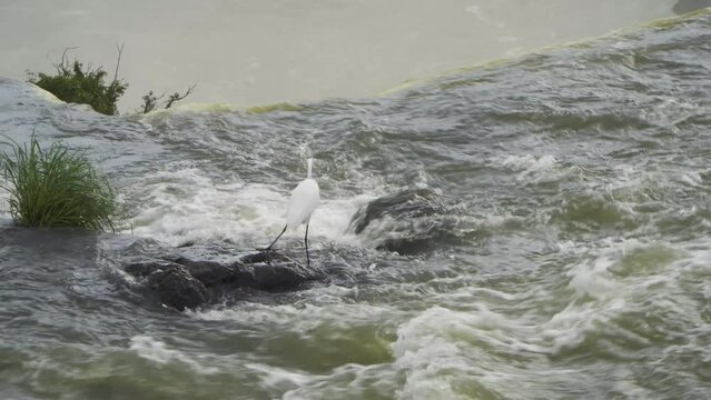 Garza blanca en el borde de la cascada.