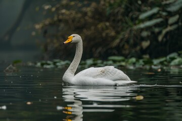 Obraz premium Full body view of Whooper Swan swimming in lake natural habitat, full body shot, full body View