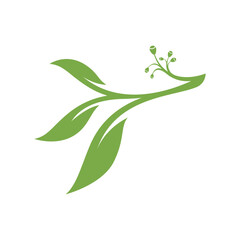 Eucalyptus leaves floral logo vector template