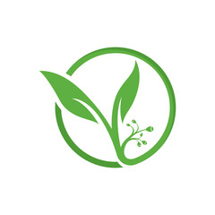 Eucalyptus leaves floral logo vector template